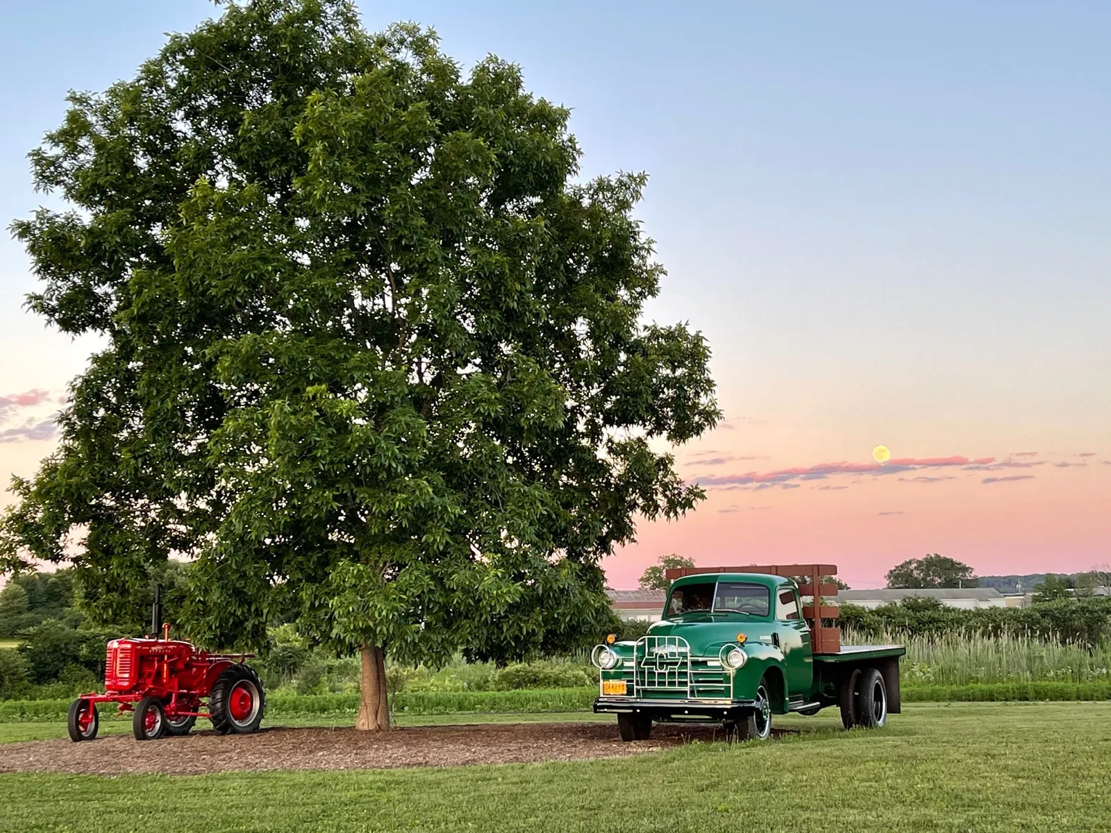 A vintage green farm truck and a red tractor under a big shade tree at Social Island Farm, at sunset